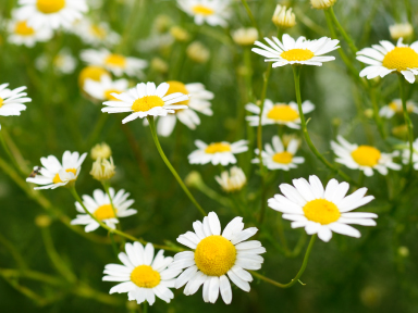 Camomile