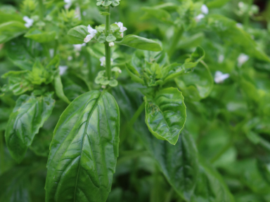 Camphor-Basil