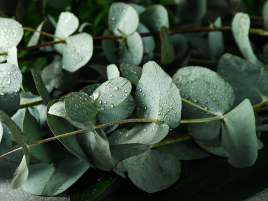 Eucalyptus