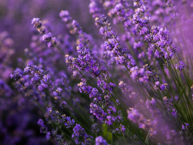 Lavender