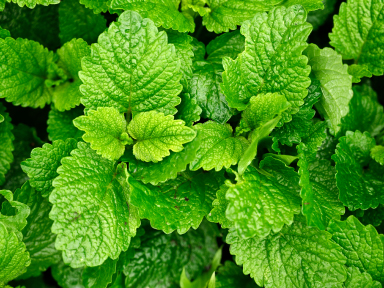 Lemon-Balm