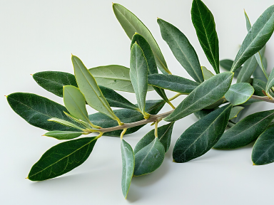 Olive-Leafe
