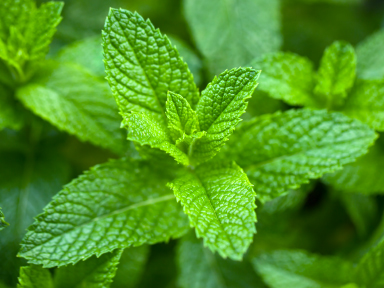 Peppermint