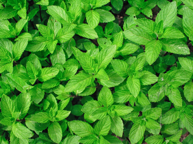 Spearmint